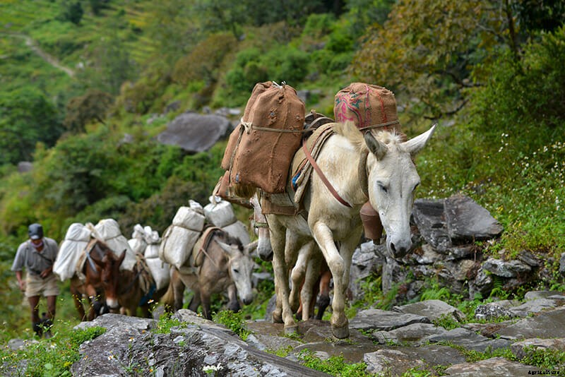 11 Photos of Donkeys Carrying Heavy Loads