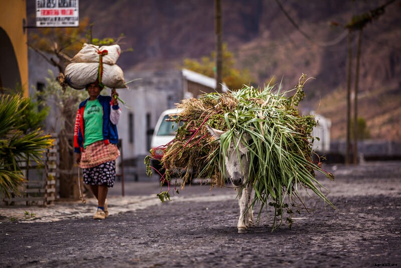 11 Photos of Donkeys Carrying Heavy Loads