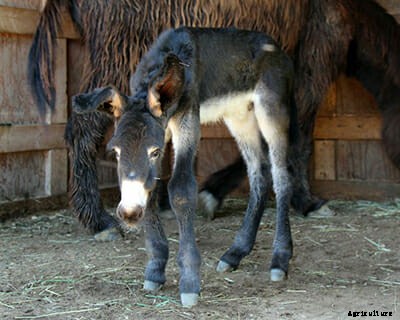 This Is Moose, Your New Favorite Donkey