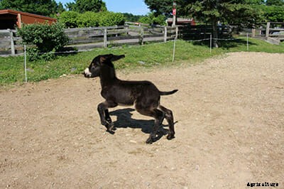 This Is Moose, Your New Favorite Donkey