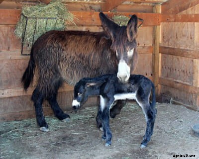 This Is Moose, Your New Favorite Donkey