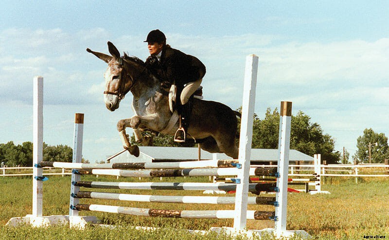 Meredith Hodges, Donkey Whisperer