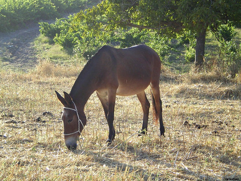 Zonkeys, Hinnies and Zebrasses (Oh My)