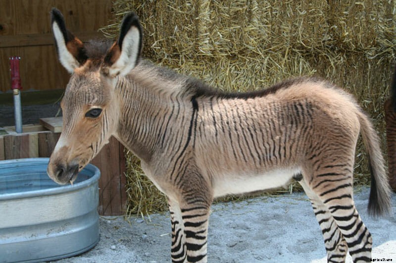 Zonkeys, Hinnies and Zebrasses (Oh My)