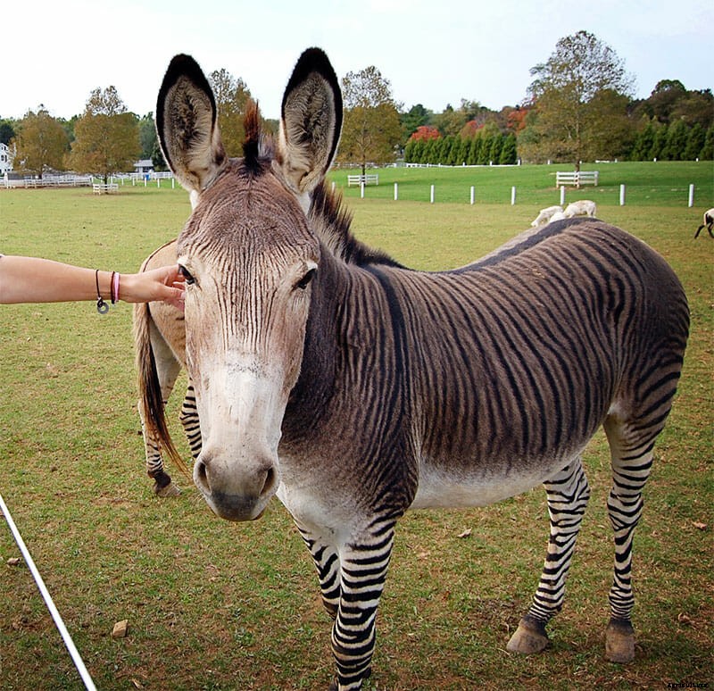 Zonkeys, Hinnies and Zebrasses (Oh My)