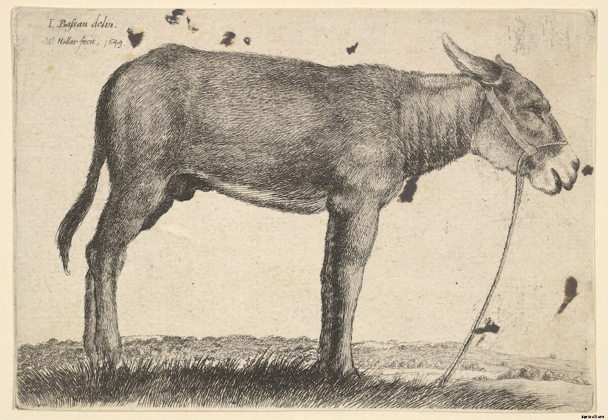 The Donkey as Artistic Muse