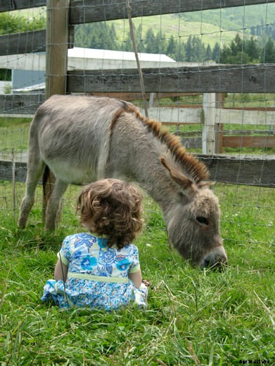 Farm Confessional: I Believe in the Healing Powers of Donkeys