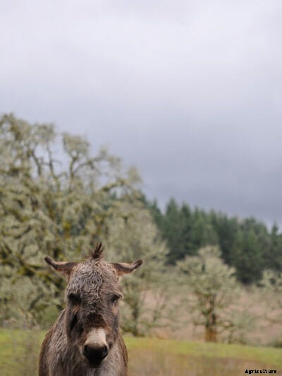 Farm Confessional: I Believe in the Healing Powers of Donkeys