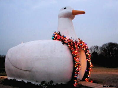 A Brief History of Long Island Duck Farming, Before It’s Gone