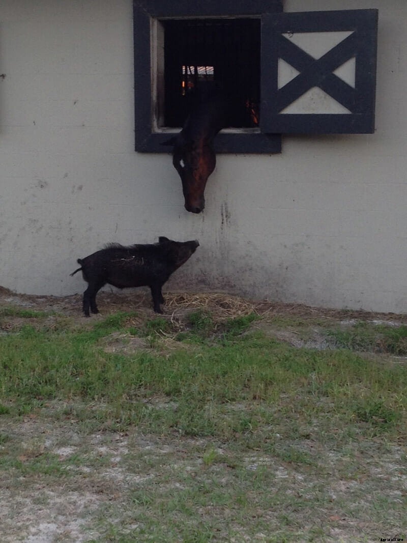 We Are Thankful This Boar and This Horse Are Friends