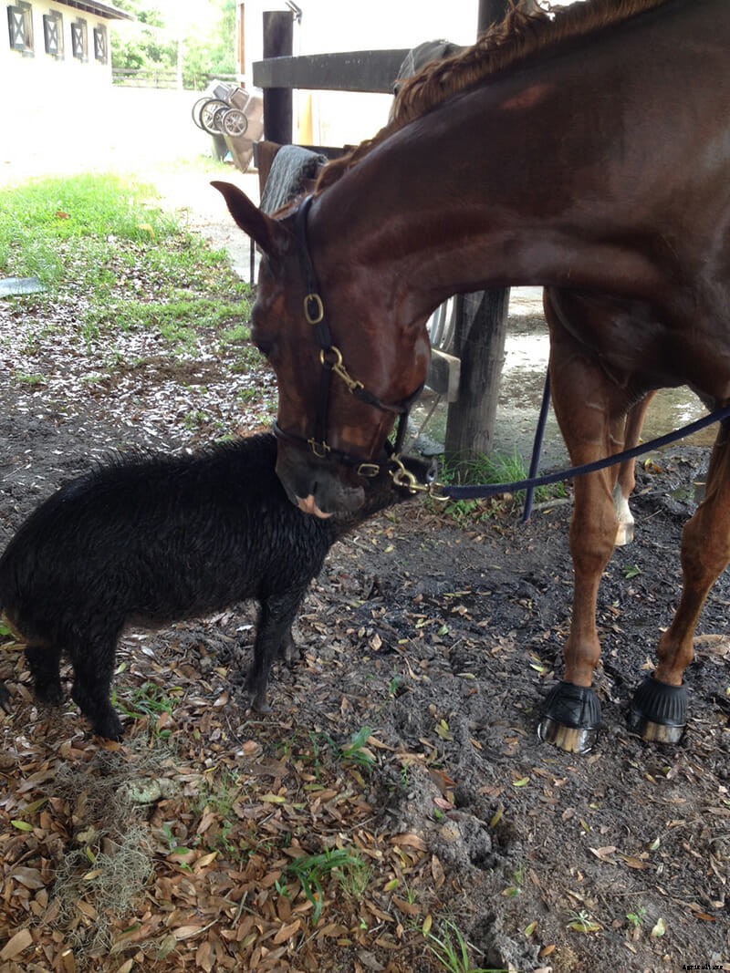 We Are Thankful This Boar and This Horse Are Friends