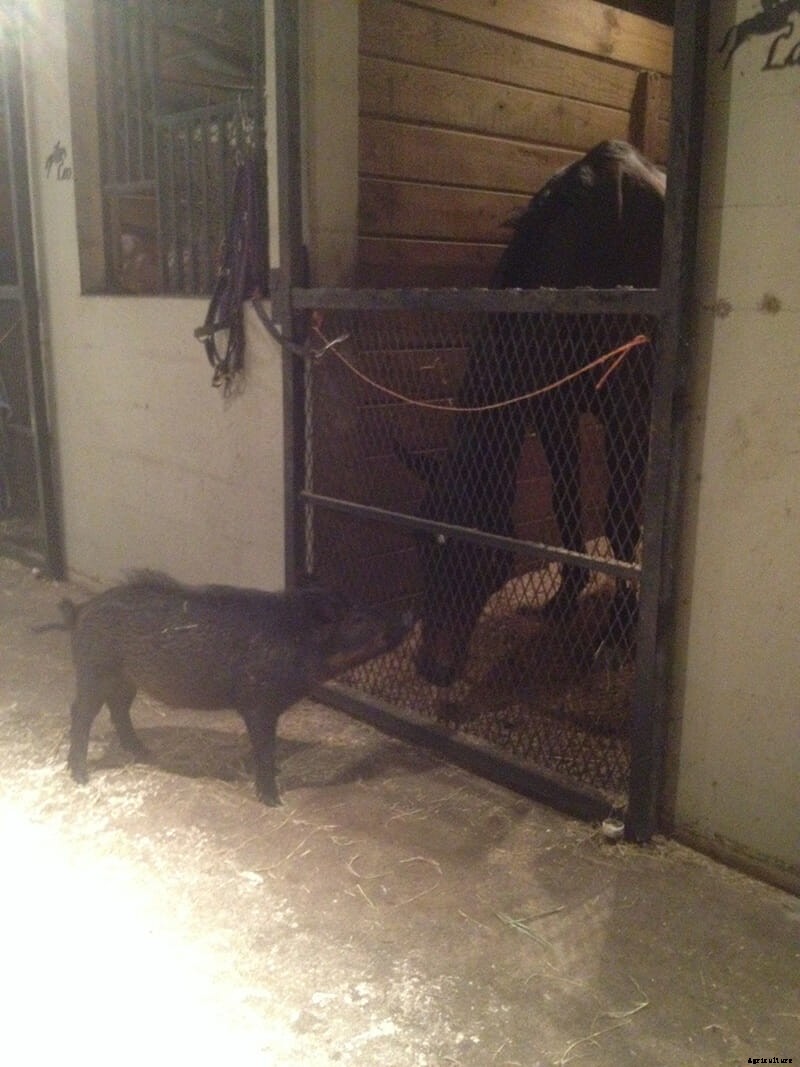 We Are Thankful This Boar and This Horse Are Friends