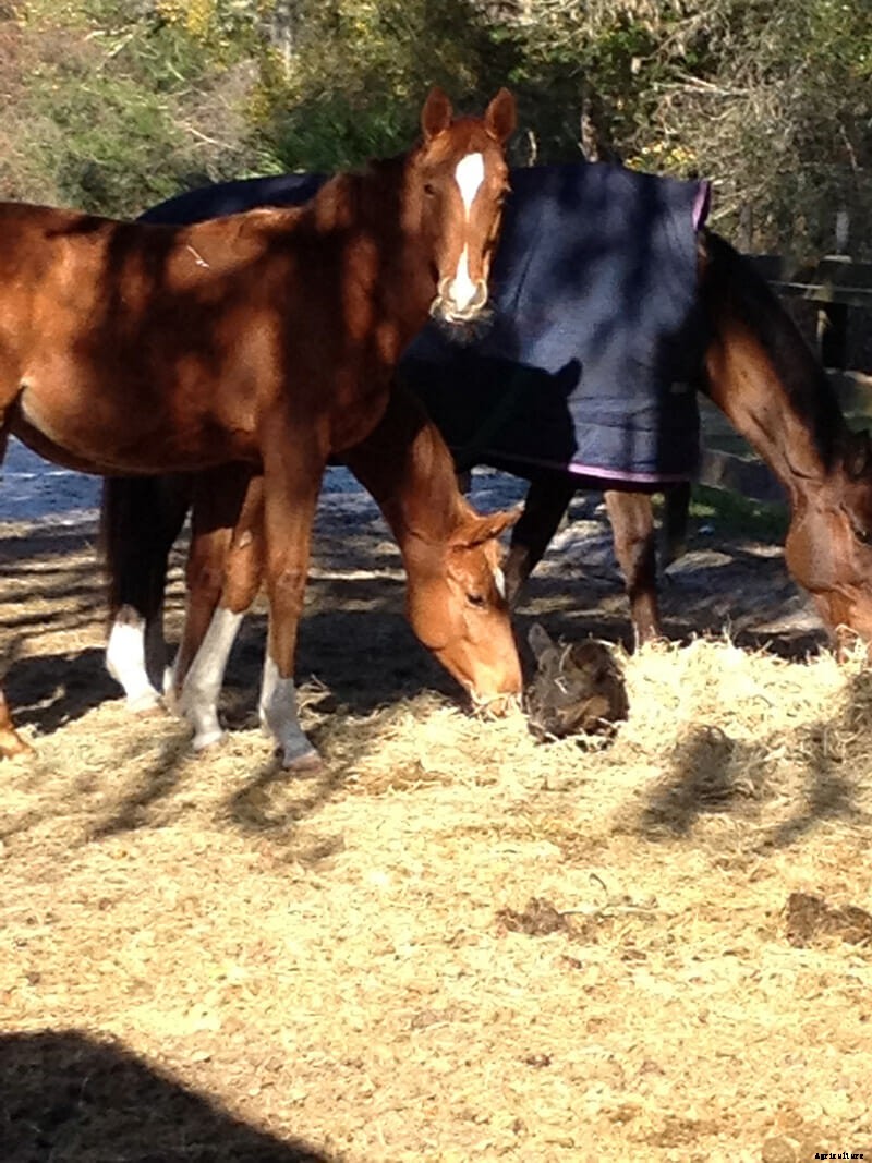 We Are Thankful This Boar and This Horse Are Friends