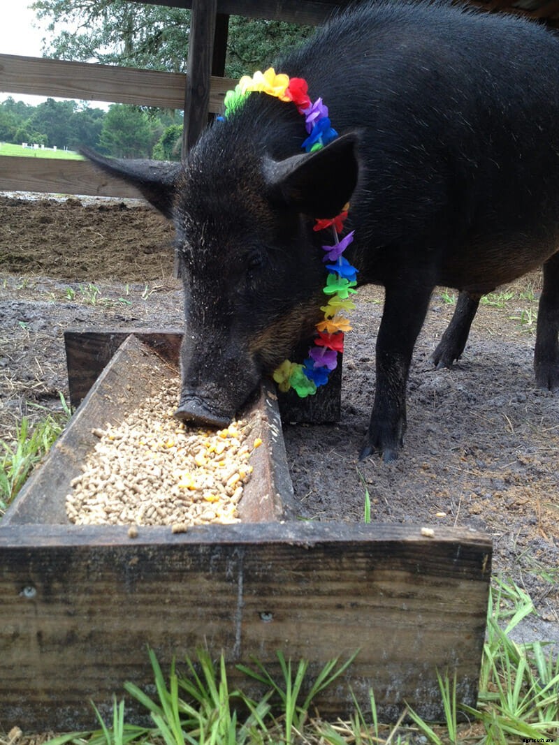 We Are Thankful This Boar and This Horse Are Friends