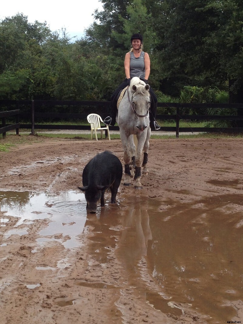 We Are Thankful This Boar and This Horse Are Friends