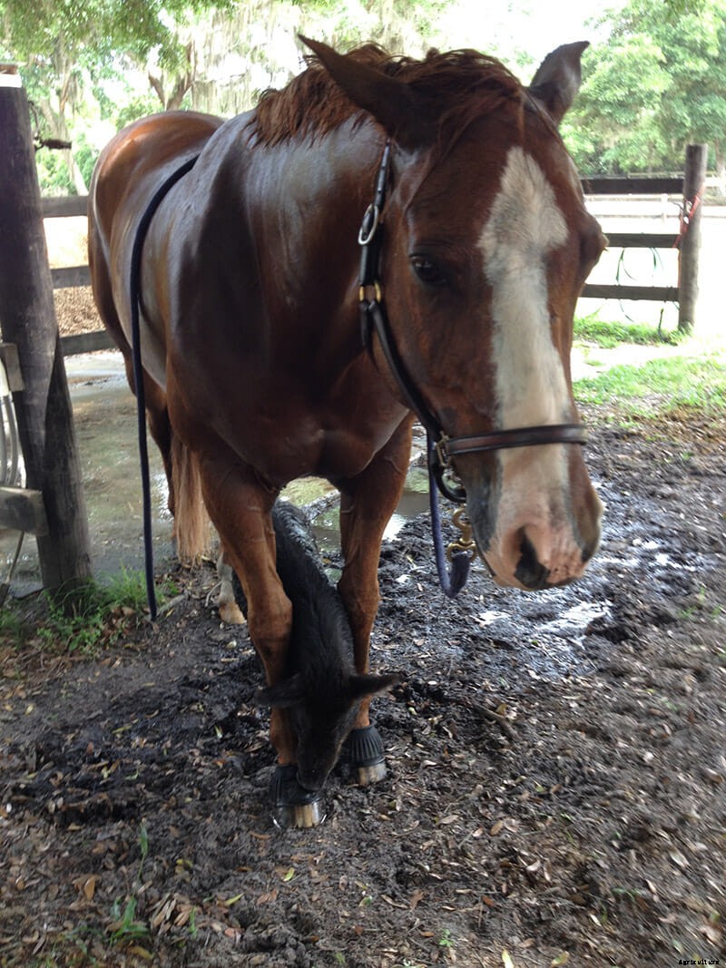 We Are Thankful This Boar and This Horse Are Friends