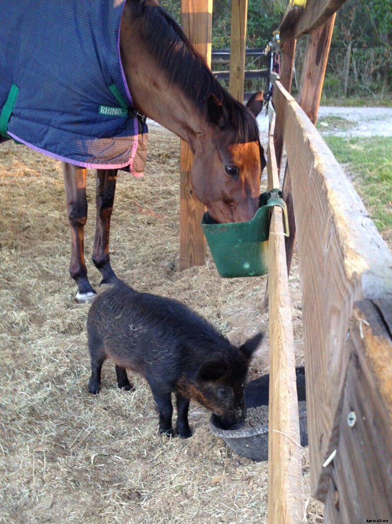 We Are Thankful This Boar and This Horse Are Friends