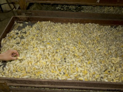 This Worm Is Genetically Engineered to Spin Spider Silk