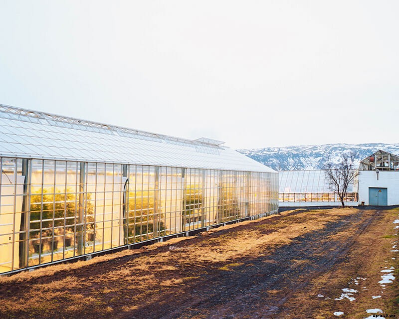 The Frozen Banana Republic