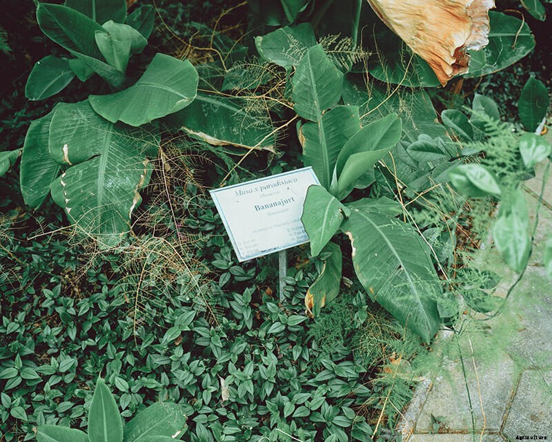 The Frozen Banana Republic