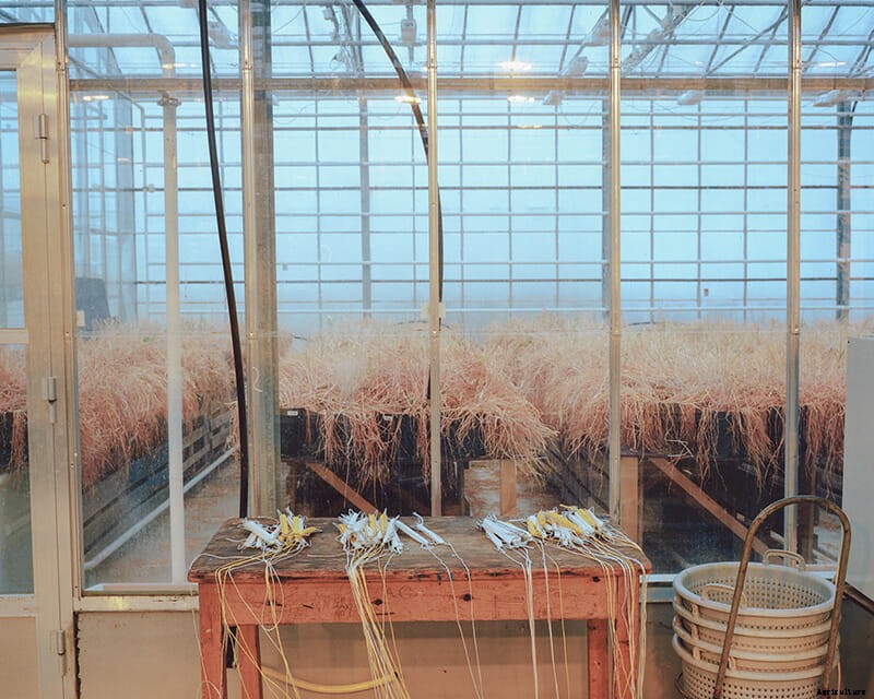 The Frozen Banana Republic