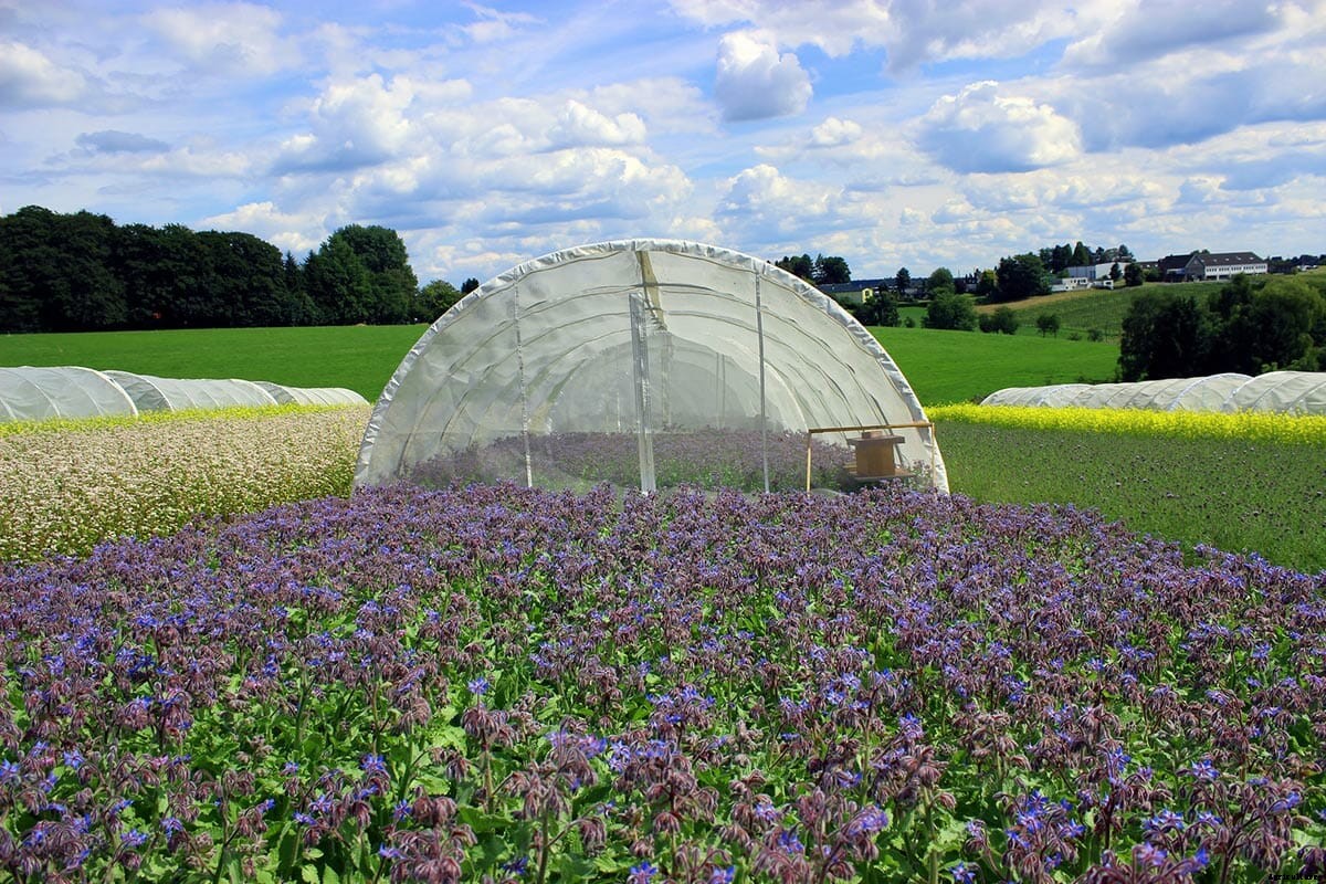 Are These Nicotine-Like Insecticides Killing Bees?