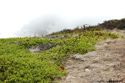 The Secrets Botanists Keep