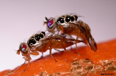 Mutant Fruit Flies to the Rescue