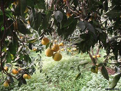 Mutant Fruit Flies to the Rescue