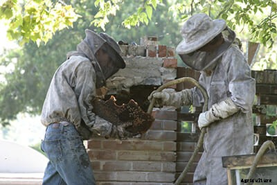 A Day in the Life of a Bee Wrangler