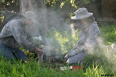 A Day in the Life of a Bee Wrangler