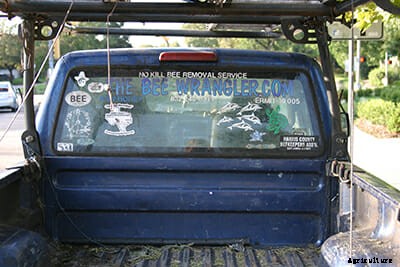 A Day in the Life of a Bee Wrangler