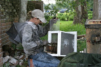 A Day in the Life of a Bee Wrangler