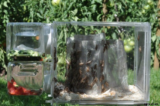 Little Livestock: Beyond the Backyard Chickens