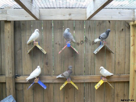 Little Livestock: Beyond the Backyard Chickens