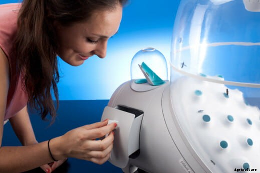 Little Livestock: Beyond the Backyard Chickens