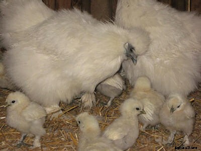 Forget Black Burgers, Goth Chickens Are The Real Thing