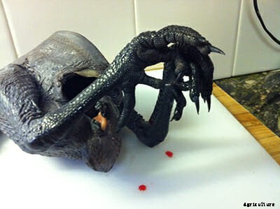 Forget Black Burgers, Goth Chickens Are The Real Thing