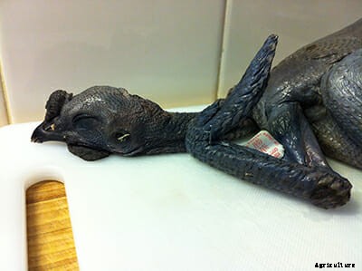 Forget Black Burgers, Goth Chickens Are The Real Thing