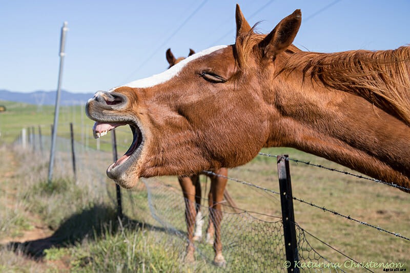 8 Farm Animals That Can’t Stop Laughing