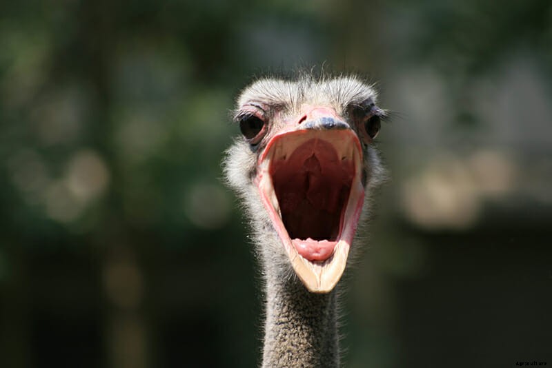 8 Farm Animals That Can’t Stop Laughing