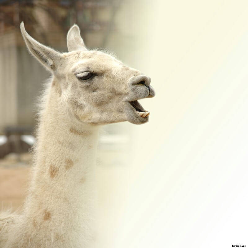 8 Farm Animals That Can’t Stop Laughing