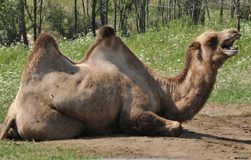 8 Farm Animals That Can’t Stop Laughing