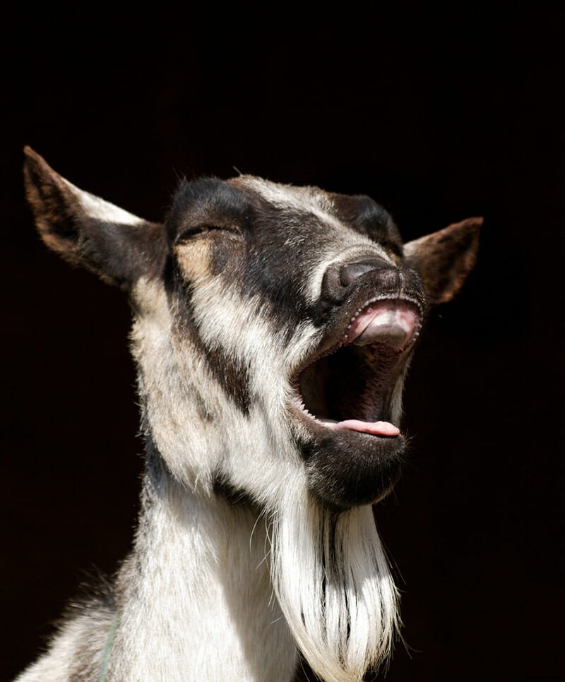 8 Farm Animals That Can’t Stop Laughing