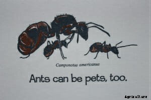 Ant Farms for Grownups