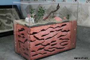 Ant Farms for Grownups