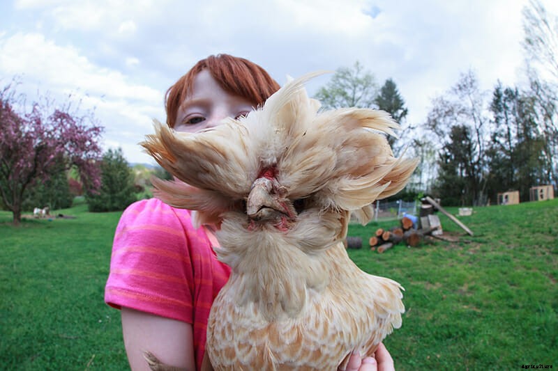 9 Runway-Ready Chickens