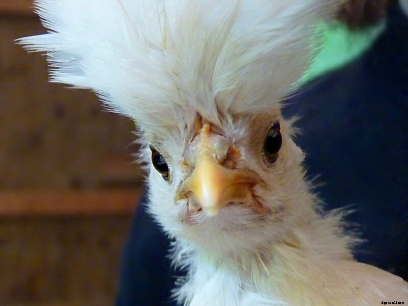 9 Runway-Ready Chickens