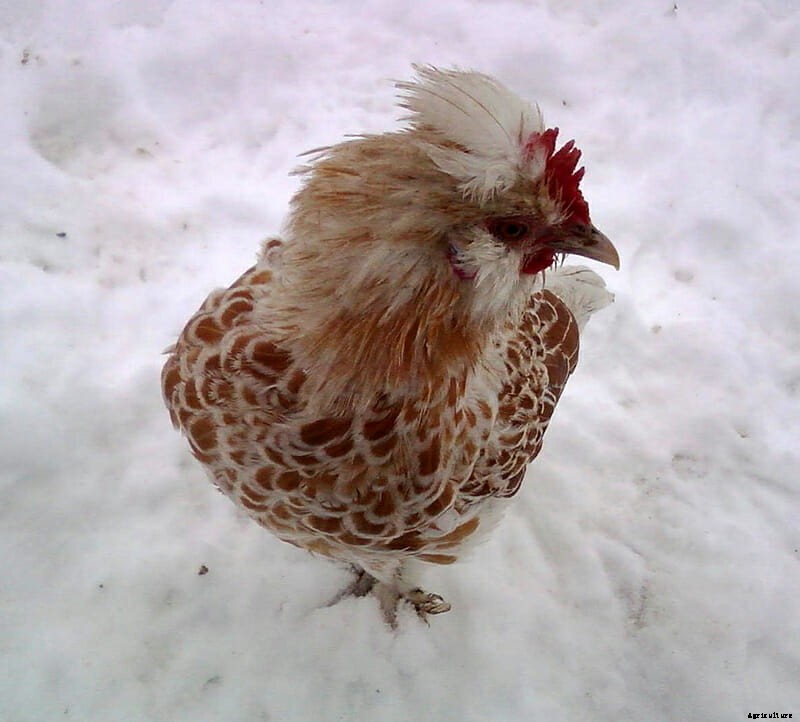 9 Runway-Ready Chickens