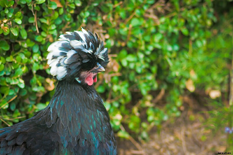 9 Runway-Ready Chickens